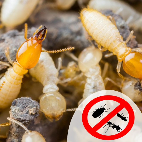 Termite Management Service (Pre Construction)